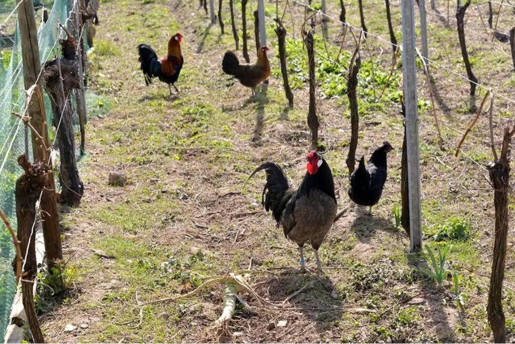 Gite L'Oeuf Ou La Poule, Parking Prive, Sur Domaine Viticole Ribeauvillé Exteriör bild